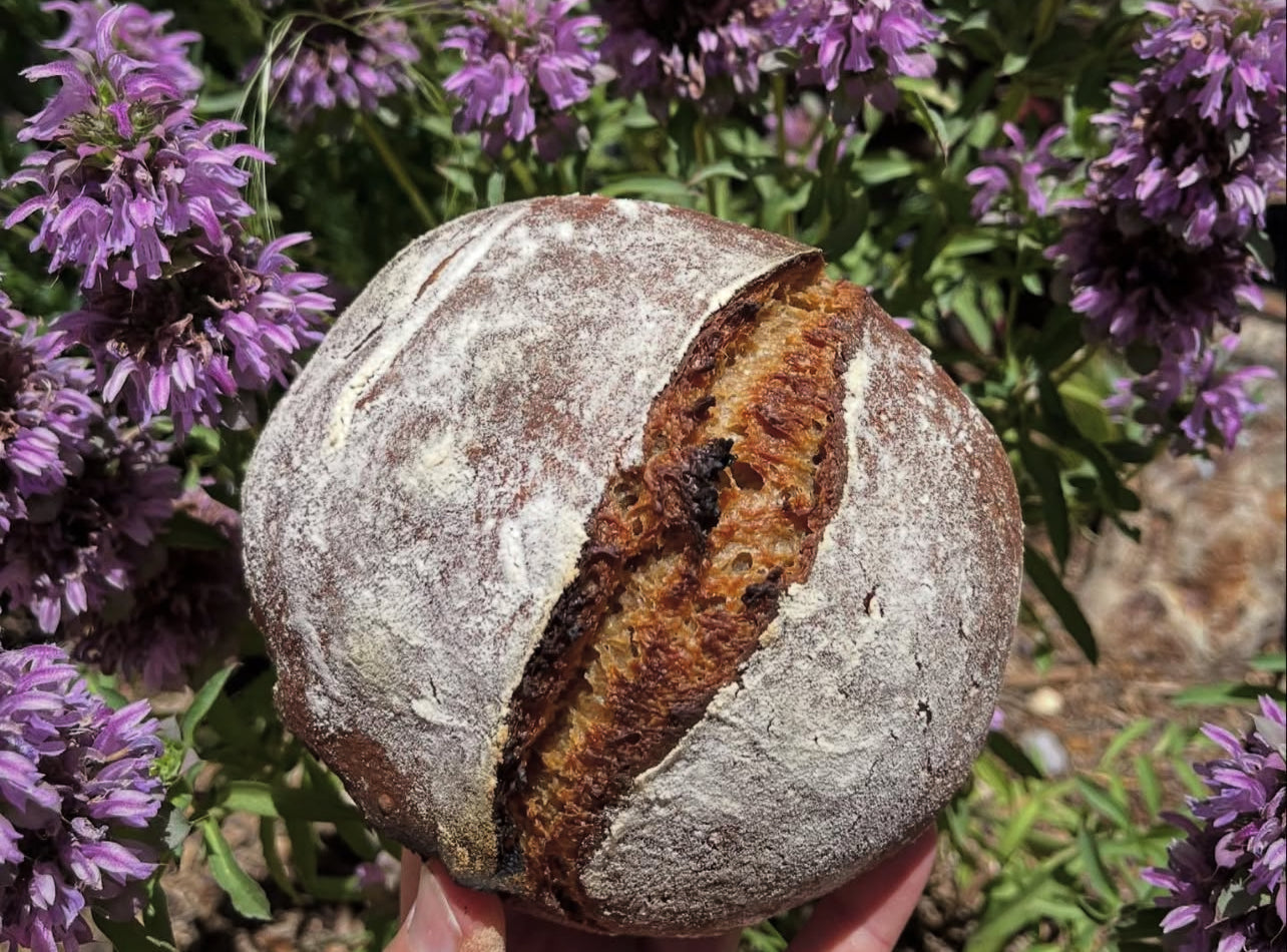 Skagit & Sonora Sourdough