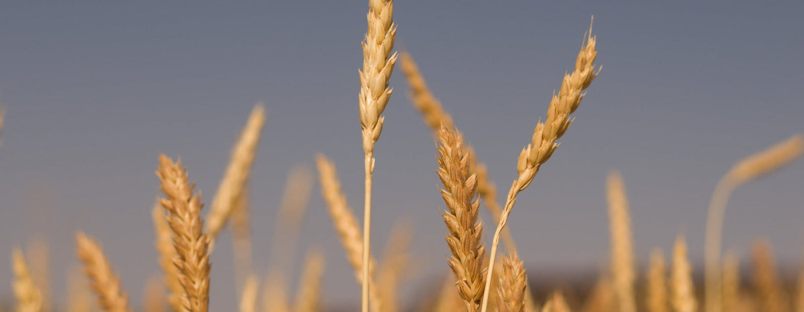 Wheat Berries