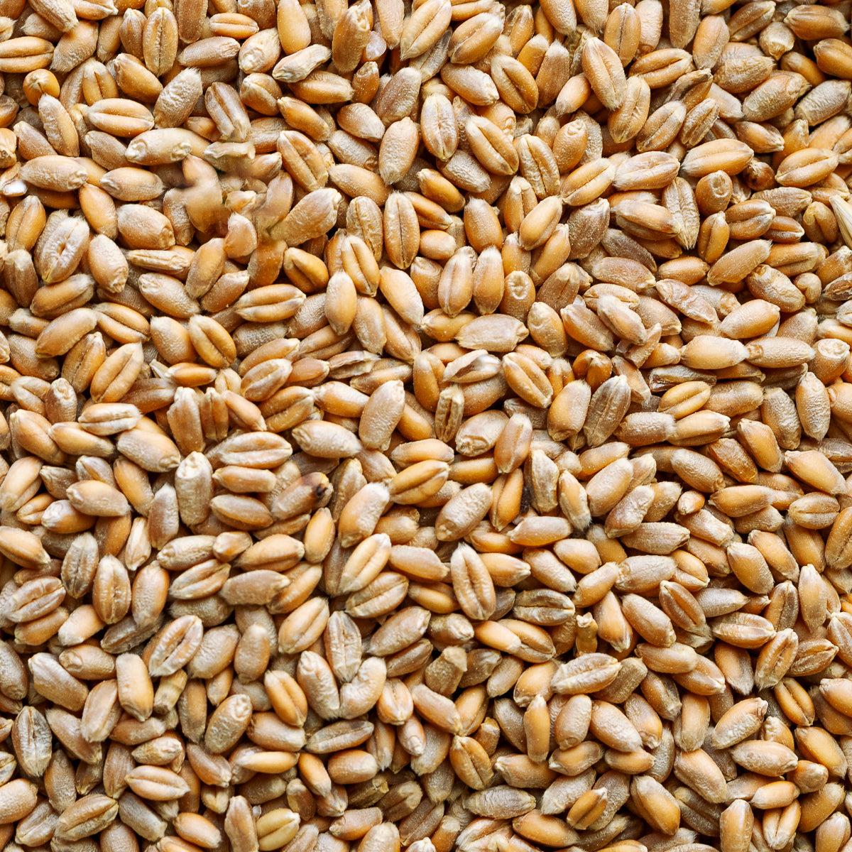 close-up photo of golden wheat berries