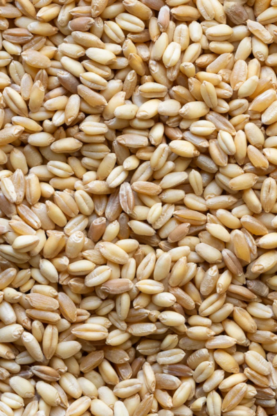 Oatman Farms LLC wheat berries ROC® Blue Beard Durum White Sonora Wheat Berry Blend