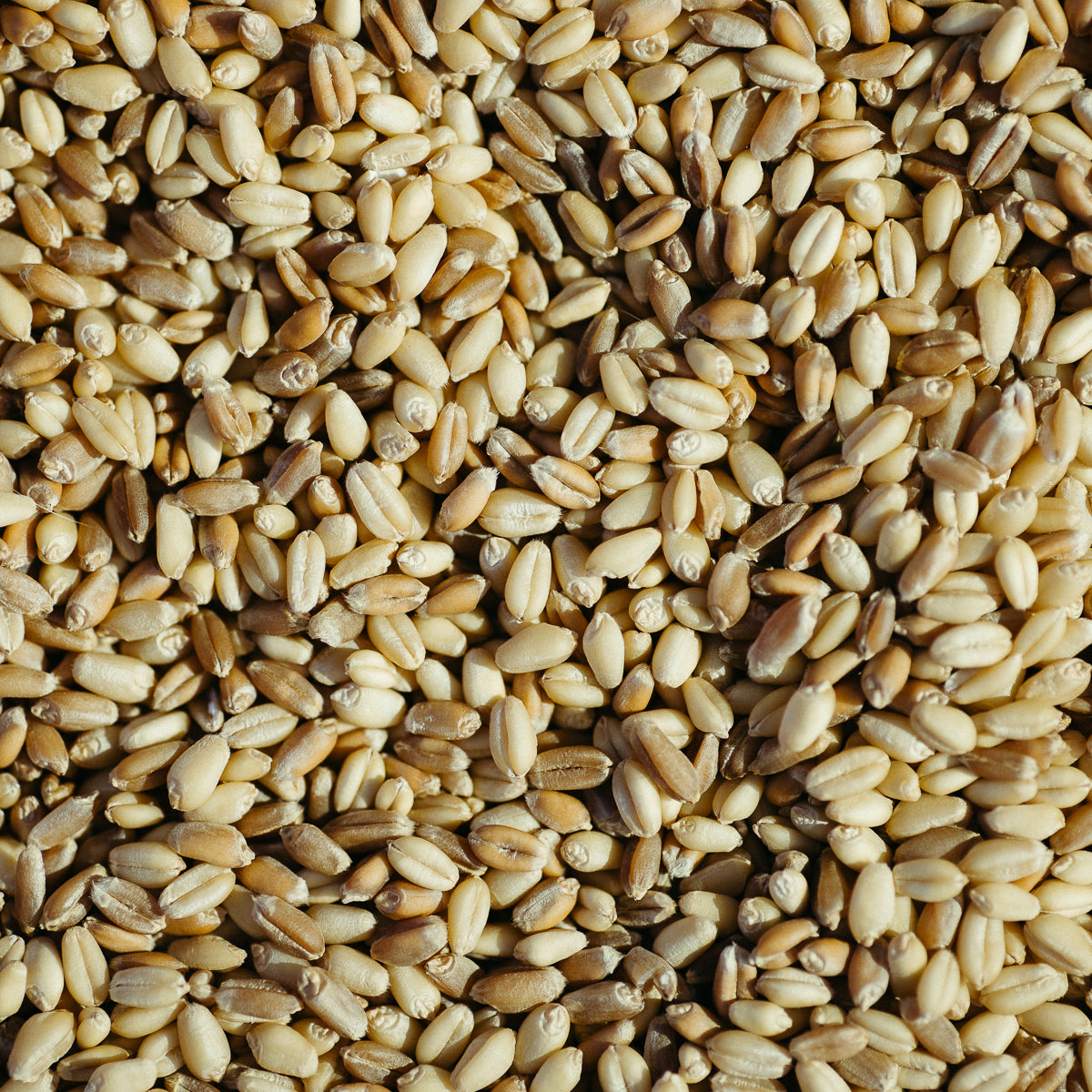 Oatman Farms LLC wheat berries ROC® Red Fife &amp; White Sonora Wheat Berry Blend