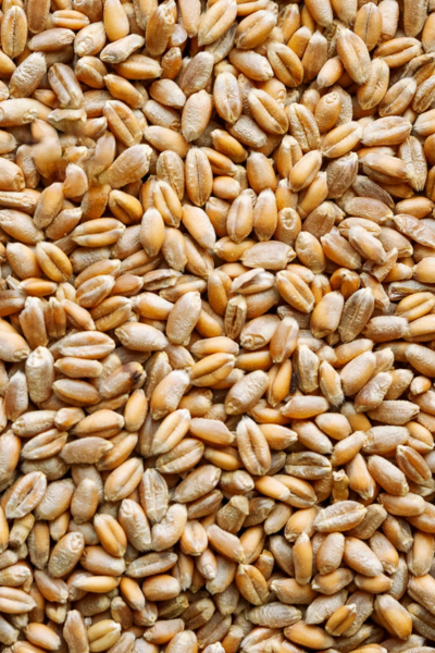 Oatman Farms LLC wheat berries ROC® Skagit 1109 Wheat Berries