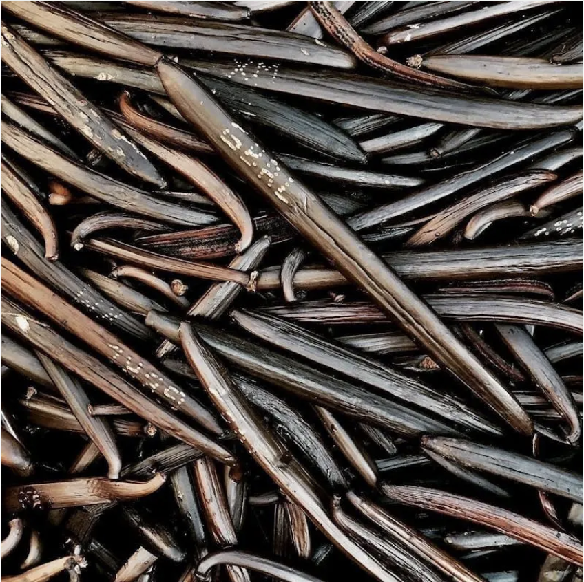 Oatman Farms Vanilla Extract Madagascar Bourbon Pure Vanilla Extract